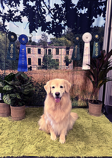 sea glass goldens daisy at the 2025 grca national specialty