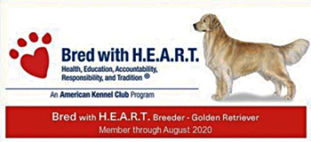 sea glass goldens akc bred with heart image