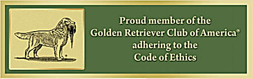 sea glass goldens golden retriever club of america image